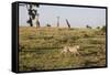 Cheetah (Acinonyx Jubatus), Masai Mara National Reserve, Kenya, East Africa, Africa-Angelo Cavalli-Framed Stretched Canvas