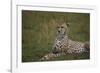 Cheetah (Acinonyx Jubatus), Masai Mara National Reserve, Kenya, East Africa, Africa-Angelo Cavalli-Framed Photographic Print