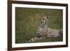 Cheetah (Acinonyx Jubatus), Masai Mara National Reserve, Kenya, East Africa, Africa-Angelo Cavalli-Framed Photographic Print