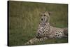 Cheetah (Acinonyx Jubatus), Masai Mara National Reserve, Kenya, East Africa, Africa-Angelo Cavalli-Stretched Canvas