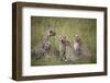 Cheetah (Acinonyx Jubatus), Masai Mara National Reserve, Kenya, East Africa, Africa-Angelo Cavalli-Framed Photographic Print