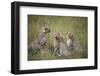 Cheetah (Acinonyx Jubatus), Masai Mara National Reserve, Kenya, East Africa, Africa-Angelo Cavalli-Framed Photographic Print