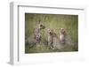 Cheetah (Acinonyx Jubatus), Masai Mara National Reserve, Kenya, East Africa, Africa-Angelo Cavalli-Framed Photographic Print