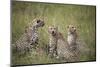 Cheetah (Acinonyx Jubatus), Masai Mara National Reserve, Kenya, East Africa, Africa-Angelo Cavalli-Mounted Photographic Print