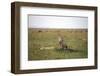 Cheetah (Acinonyx Jubatus), Masai Mara National Reserve, Kenya, East Africa, Africa-Angelo Cavalli-Framed Photographic Print