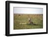 Cheetah (Acinonyx Jubatus), Masai Mara National Reserve, Kenya, East Africa, Africa-Angelo Cavalli-Framed Photographic Print