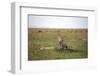 Cheetah (Acinonyx Jubatus), Masai Mara National Reserve, Kenya, East Africa, Africa-Angelo Cavalli-Framed Photographic Print