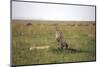 Cheetah (Acinonyx Jubatus), Masai Mara National Reserve, Kenya, East Africa, Africa-Angelo Cavalli-Mounted Photographic Print