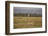 Cheetah (Acinonyx Jubatus), Masai Mara National Reserve, Kenya, East Africa, Africa-Angelo Cavalli-Framed Photographic Print