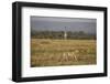 Cheetah (Acinonyx Jubatus), Masai Mara National Reserve, Kenya, East Africa, Africa-Angelo Cavalli-Framed Photographic Print