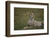 Cheetah (Acinonyx Jubatus), Masai Mara National Reserve, Kenya, East Africa, Africa-Angelo Cavalli-Framed Photographic Print