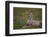 Cheetah (Acinonyx Jubatus), Masai Mara National Reserve, Kenya, East Africa, Africa-Angelo Cavalli-Framed Photographic Print