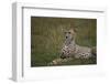 Cheetah (Acinonyx Jubatus), Masai Mara National Reserve, Kenya, East Africa, Africa-Angelo Cavalli-Framed Photographic Print