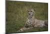 Cheetah (Acinonyx Jubatus), Masai Mara National Reserve, Kenya, East Africa, Africa-Angelo Cavalli-Mounted Photographic Print