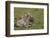 Cheetah (Acinonyx Jubatus), Masai Mara National Reserve, Kenya, East Africa, Africa-Angelo Cavalli-Framed Photographic Print