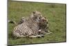 Cheetah (Acinonyx Jubatus), Masai Mara National Reserve, Kenya, East Africa, Africa-Angelo Cavalli-Mounted Photographic Print