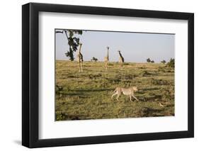 Cheetah (Acinonyx Jubatus), Masai Mara National Reserve, Kenya, East Africa, Africa-Angelo Cavalli-Framed Photographic Print