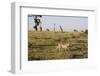 Cheetah (Acinonyx Jubatus), Masai Mara National Reserve, Kenya, East Africa, Africa-Angelo Cavalli-Framed Photographic Print