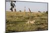 Cheetah (Acinonyx Jubatus), Masai Mara National Reserve, Kenya, East Africa, Africa-Angelo Cavalli-Mounted Photographic Print