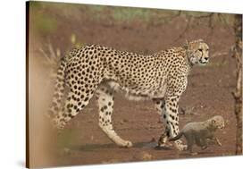 Cheetah (Acinonyx jubatus) mother and cub, Kruger National Park, South Africa, Africa-James Hager-Stretched Canvas