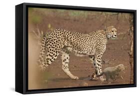 Cheetah (Acinonyx jubatus) mother and cub, Kruger National Park, South Africa, Africa-James Hager-Framed Stretched Canvas