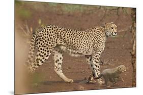 Cheetah (Acinonyx jubatus) mother and cub, Kruger National Park, South Africa, Africa-James Hager-Mounted Photographic Print