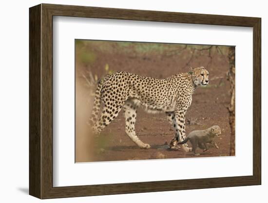 Cheetah (Acinonyx jubatus) mother and cub, Kruger National Park, South Africa, Africa-James Hager-Framed Photographic Print