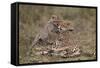 Cheetah (Acinonyx Jubatus) Mother and Cub, Serengeti National Park, Tanzania, East Africa, Africa-James Hager-Framed Stretched Canvas