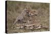 Cheetah (Acinonyx Jubatus) Mother and Cub, Serengeti National Park, Tanzania, East Africa, Africa-James Hager-Stretched Canvas