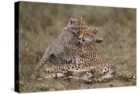 Cheetah (Acinonyx Jubatus) Mother and Cub, Serengeti National Park, Tanzania, East Africa, Africa-James Hager-Stretched Canvas