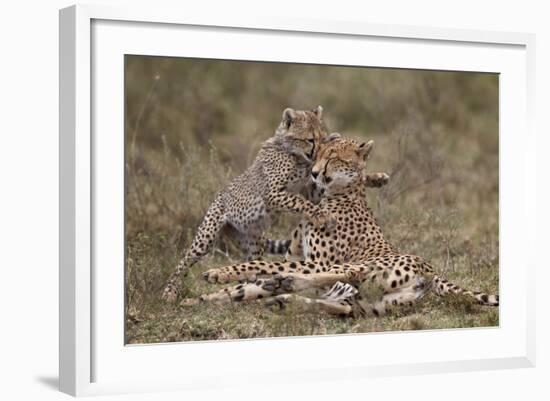 Cheetah (Acinonyx Jubatus) Mother and Cub, Serengeti National Park, Tanzania, East Africa, Africa-James Hager-Framed Photographic Print