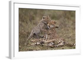 Cheetah (Acinonyx Jubatus) Mother and Cub, Serengeti National Park, Tanzania, East Africa, Africa-James Hager-Framed Photographic Print