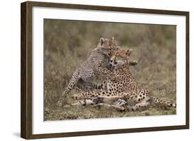 Cheetah (Acinonyx Jubatus) Mother and Cub, Serengeti National Park, Tanzania, East Africa, Africa-James Hager-Framed Photographic Print