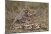 Cheetah (Acinonyx Jubatus) Mother and Cub, Serengeti National Park, Tanzania, East Africa, Africa-James Hager-Mounted Photographic Print