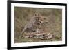 Cheetah (Acinonyx Jubatus) Mother and Cub, Serengeti National Park, Tanzania, East Africa, Africa-James Hager-Framed Photographic Print