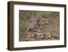 Cheetah (Acinonyx Jubatus) Mother and Cub, Serengeti National Park, Tanzania, East Africa, Africa-James Hager-Framed Photographic Print