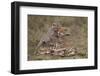 Cheetah (Acinonyx Jubatus) Mother and Cub, Serengeti National Park, Tanzania, East Africa, Africa-James Hager-Framed Photographic Print