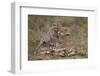 Cheetah (Acinonyx Jubatus) Mother and Cub, Serengeti National Park, Tanzania, East Africa, Africa-James Hager-Framed Photographic Print