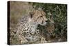 Cheetah (Acinonyx Jubatus) Mother and Cub-James Hager-Stretched Canvas