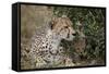 Cheetah (Acinonyx Jubatus) Mother and Cub-James Hager-Framed Stretched Canvas