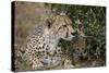Cheetah (Acinonyx Jubatus) Mother and Cub-James Hager-Stretched Canvas