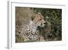 Cheetah (Acinonyx Jubatus) Mother and Cub-James Hager-Framed Photographic Print