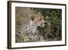 Cheetah (Acinonyx Jubatus) Mother and Cub-James Hager-Framed Photographic Print