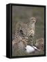 Cheetah (Acinonyx Jubatus) Mother at a Kill-James Hager-Framed Stretched Canvas