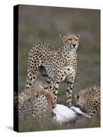 Cheetah (Acinonyx Jubatus) Mother at a Kill-James Hager-Stretched Canvas