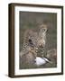 Cheetah (Acinonyx Jubatus) Mother at a Kill-James Hager-Framed Photographic Print