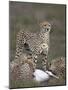 Cheetah (Acinonyx Jubatus) Mother at a Kill-James Hager-Mounted Photographic Print