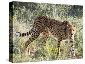 Cheetah, (Acinonyx Jubatus), Namibia, Africa-Nico Tondini-Stretched Canvas