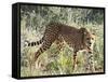 Cheetah, (Acinonyx Jubatus), Namibia, Africa-Nico Tondini-Framed Stretched Canvas