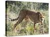 Cheetah, (Acinonyx Jubatus), Namibia, Africa-Nico Tondini-Stretched Canvas